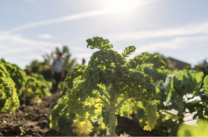 Eco-Luxury 2026 ต้องที่มาแหล่งวัตถุดิบที่ตรวจสอบได้