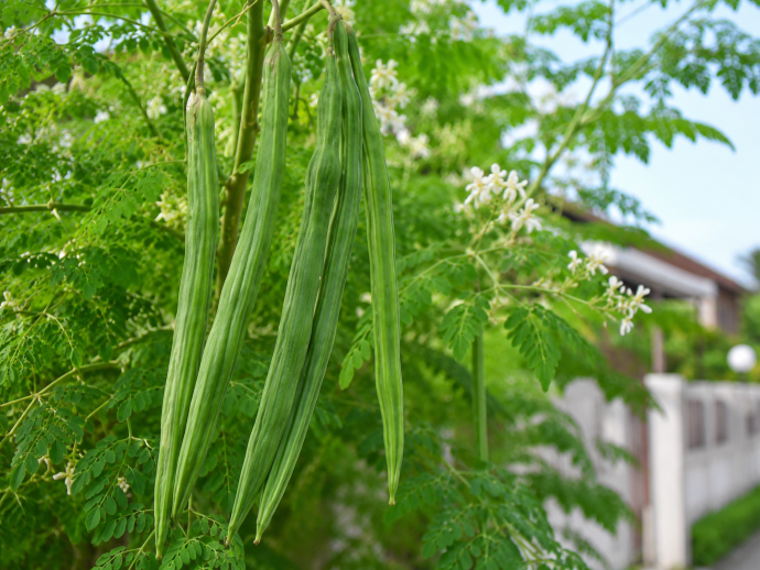 moringa