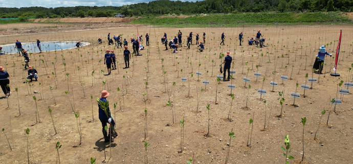 กิจกรรมปลูกป่าชายเลน 