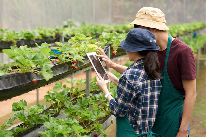 เกษตรกรใช้แท็บเล็ตตรวจสุขภาพต้นสตรอว์เบอร์รีในโรงเรือน Smart Farm ไทย