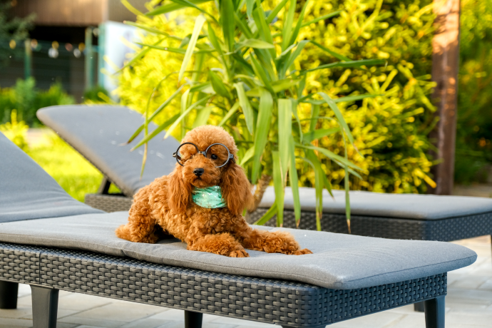 ถ้าหันมาทำ Pet-Friendly SME จะได้อะไร
