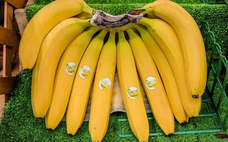 ปลูกกล้วยหอมทองอย่างไรให้รวย