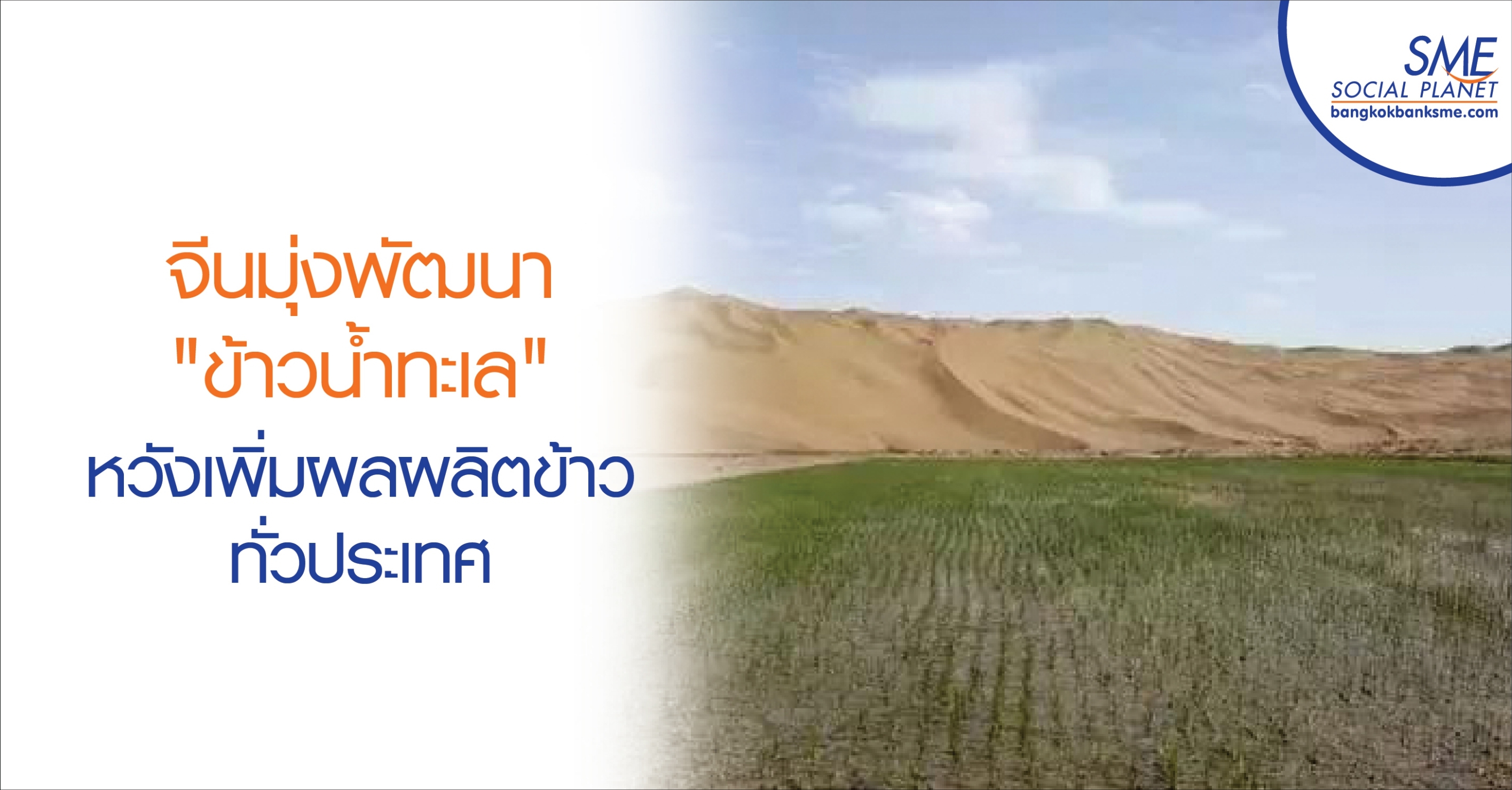 จีนมุ่งพัฒนา "ข้าวน้ำทะเล" หวังเพิ่มผลผลิตข้าวทั่วประเทศ จีนมุ่งพัฒนา "ข้าวน้ำทะเล" หวังเพิ่มผลผลิตข้าวทั่วประเทศ