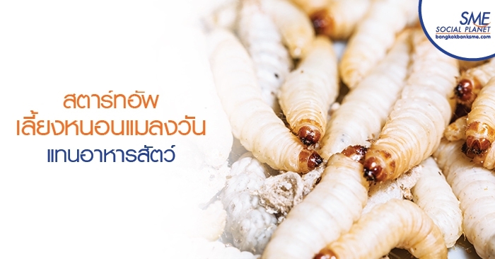 สตาร ทอ พเล ยงหนอนแมลงว นแทนอาหารส ตว
