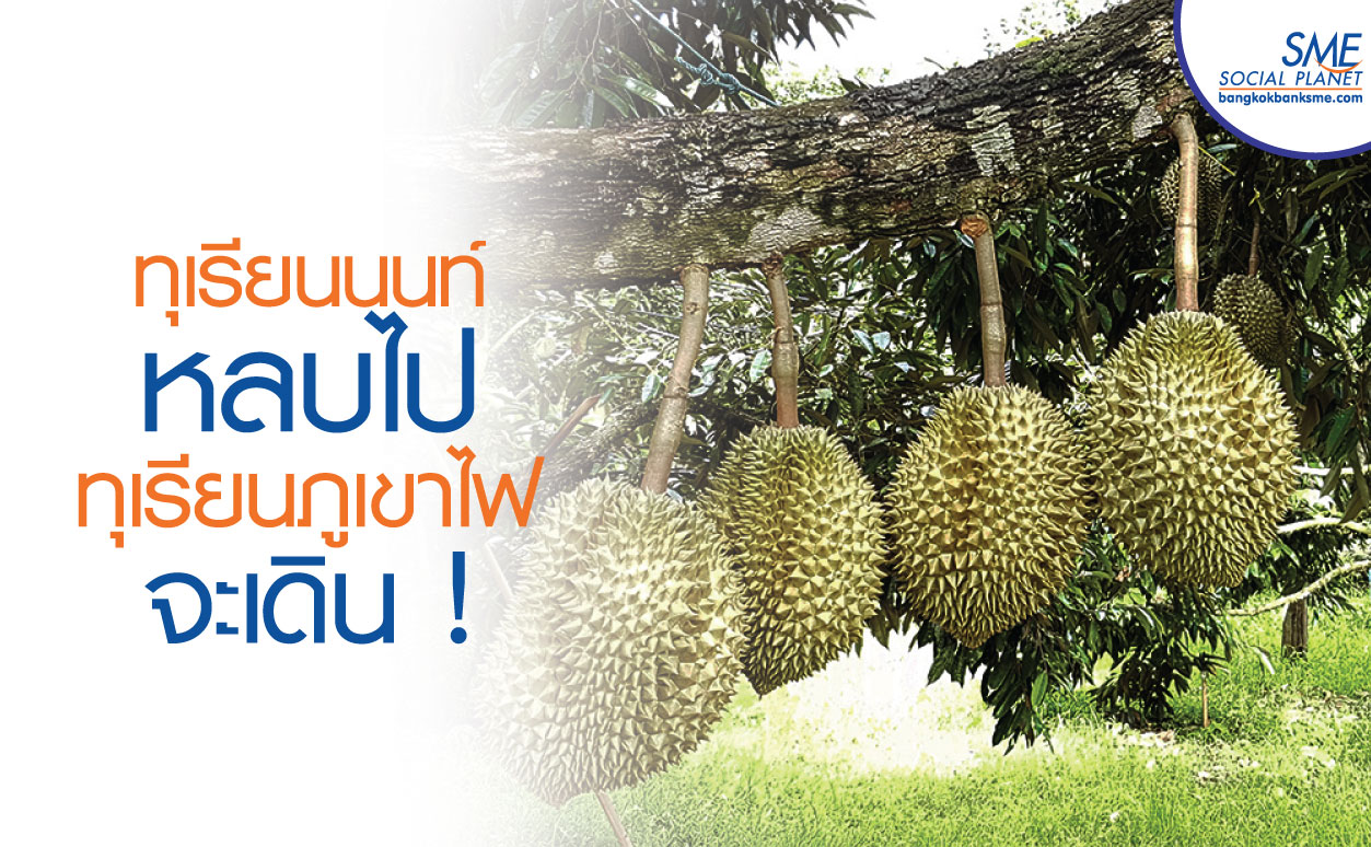 เนื้อหนานุ่ม อร่อยหวานมัน เพราะฉันคือทุเรียนดินภูเขาไฟ เนื้อหนานุ่ม อร่อยหวานมัน เพราะฉันคือทุเรียนดินภูเขาไฟ